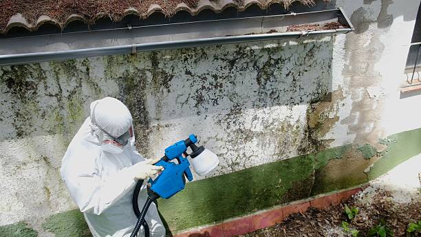 Top rated local Black Mold Remediation specialists in Franklin, NC